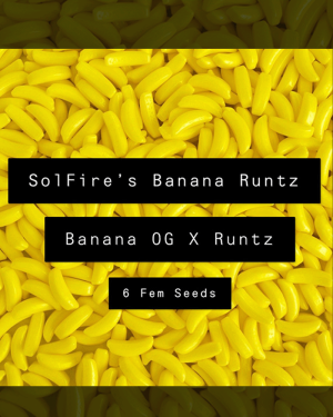 Solfire's Banana Runtz