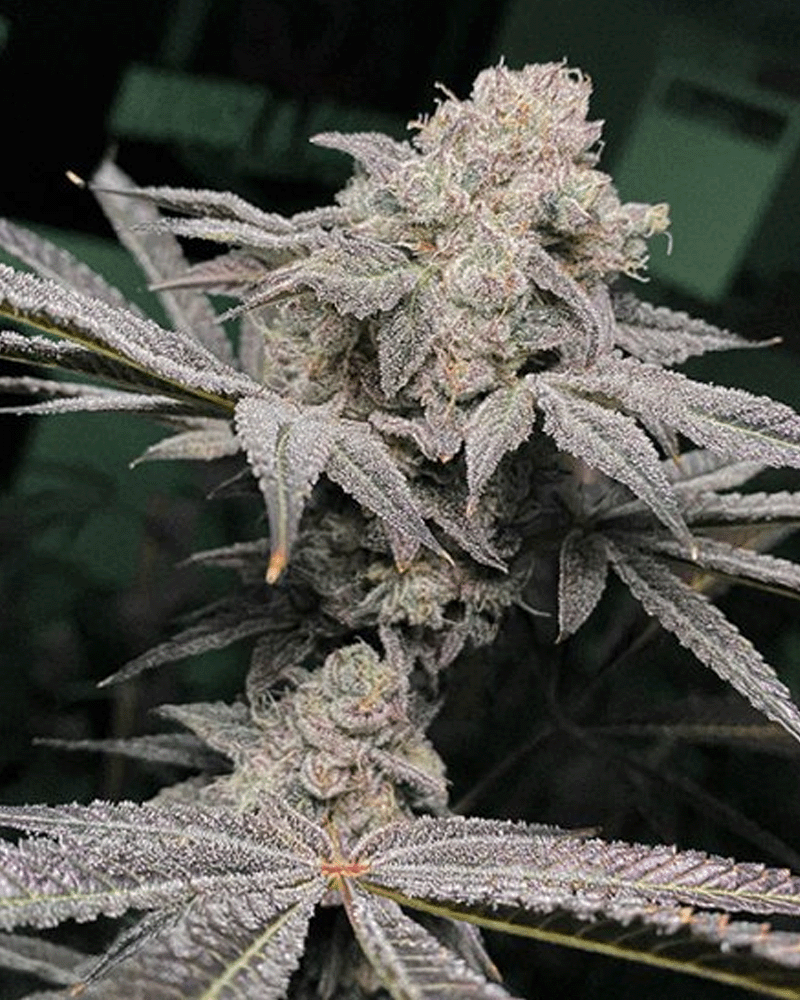 Bosscotti- Last Chance! – Solfire Gardens