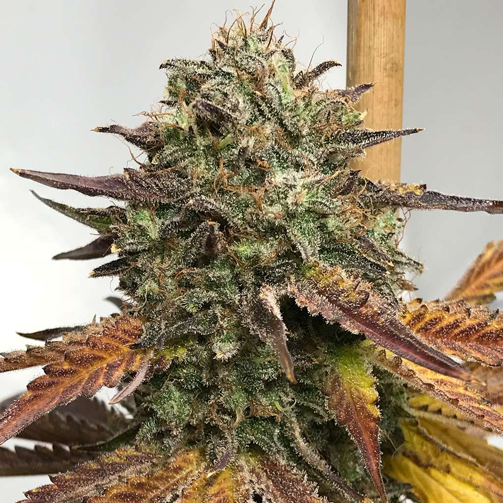 Citrus Black- Last Chance! – Solfire Gardens