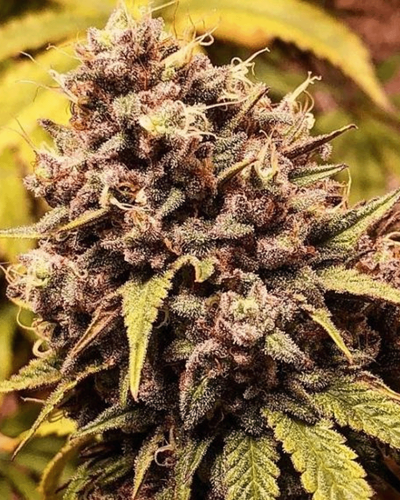 The Gozer OG - Last Chance
