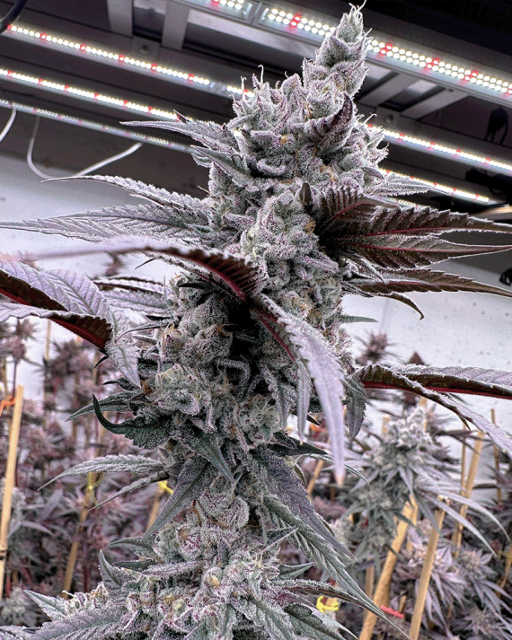 Lung Buster