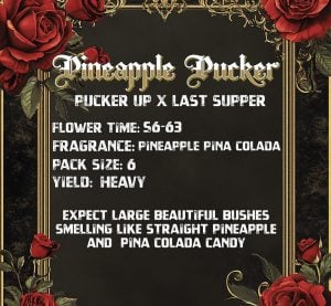 PineapplePuckerBack-1-2