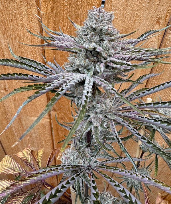 Don Lemon - Last Chance