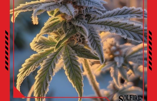 first_frost