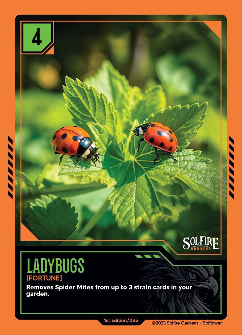 lady-bugs