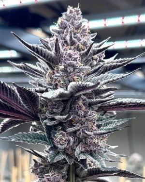 Pink Milk